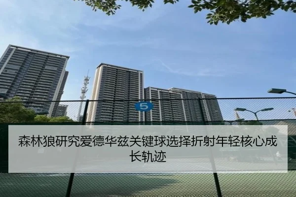 森林狼研究爱德华兹关键球选择折射年轻核心成长轨迹